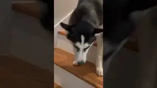 10 Month Old Husky Uses Stairs for the First Time | Travel with Starnes short