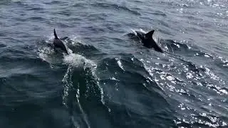 Solo sailing, Ireland to Liverpool. Dolphins surround Mary Ellen,  Hunter legend 326, Ireland. pt 2