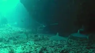 Juvenile Grey Reef Sharks