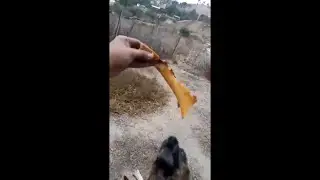 Koboh | Otro Bone Para Lucifer