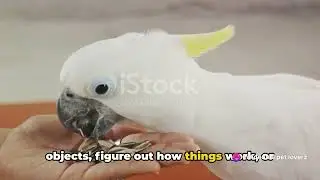 Cockatoos  The Feathered Companions