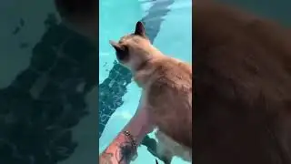 Cat swimming in a pool. #shorts #cutecat #cat @Kidskiddy1