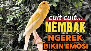 KENARI GACOR CUIT CUIT MEMANGGIL LAWAN BIKIN EMOSI |06| COCOK BUAT PANCINGAN KENARI BELAJAR BUNYI