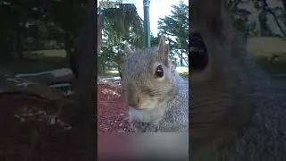 Angry squirrel  sound effect