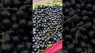 Black Jamun Fruit Chaat Wala IMasala Fruit #foodisaquib #shorts