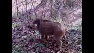 Wildschweinchen in Niedernberg