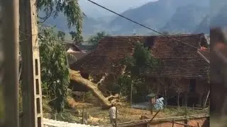 DANGEROUS CUTTING TREE FAIL...... ( compilation)