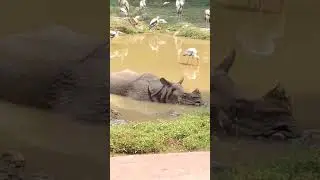 Rhinoceros in mud #rhino #birds #shorts #shortvideo