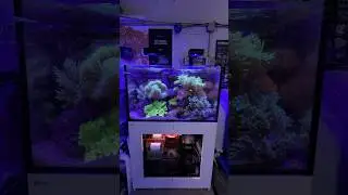 Великолепный аквариум с мягкими кораллами!