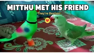 MITTHU MEET HIS NEW FRIEND 🦜😁