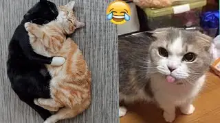 Funniest moments of Cats😺 in 2022- Funny Animals videos