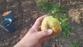 сорт яблук 