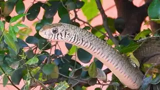 Rat snake compilation