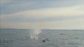 Buffle Heads LSC
