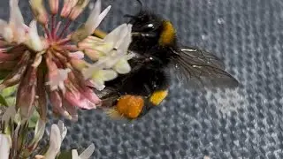 Bumblebee on Clover Flowers 