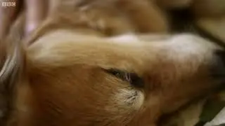 Dogs are highly intelligent, who have better senses than humans & can even detect sickness in us. &hearts;️