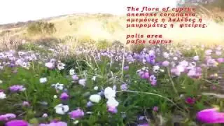 Anemone  Coronania .  From the flora of cyprus