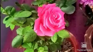 December month gulab care kaise karen@Flower and vegetable garden