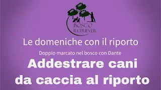 Addestrare cani da caccia al riporto nel bosco: doppio marcato con Dante