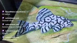 Live streaming of Garys Fish Room