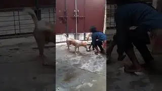 #doglover girl #rabata #pet animals #shortsviral😥 😞