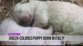 MUST SEE: Green-colored puppy born in Italy