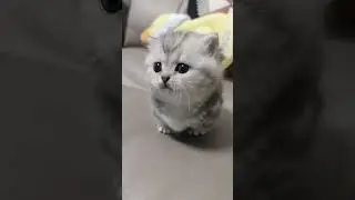 Самый милый котенок мяукает на диване котенок шортс cat cats