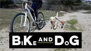 BIKE AND DOG Leash: Designed to take one or More Dogs with a Bicycle