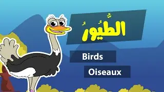 Learn arabic (birds) – Apprendre l’arabe (les oiseaux) – اسماء الطيور باللغة العربية