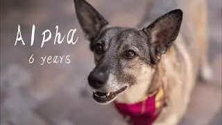 Alpha 6 years &bull; tricks & fun