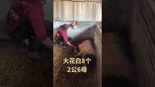 #Sows give birth.#Pig farmers come on#Come on pig farmers#Little piglet#Professional pig f
