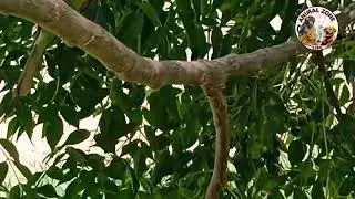 Beautiful 😍❤️ ❤️😍 Green bee-eater sit on a tree