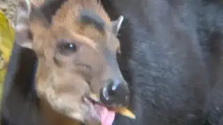Black duiker ブラック　デュイッカー　ロスアンゼルス動物園