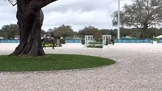 Jr hunter champion- winning handy round. Hits ocala winter circuit