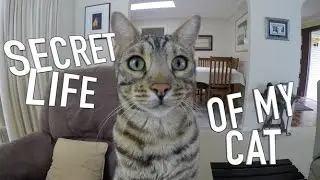 SECRET LIFE OF MY CAT - BOOMER