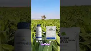 Control de la roya y la mancha de asfalto del maiz #elote #cultivo #cosecha #cultivos #agro #maiz