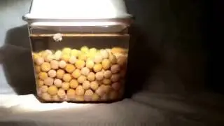 Timelap peas/ tidsforl&oslash;p erter