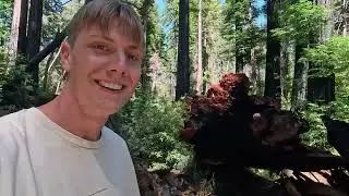 Big Basin Reedwoods