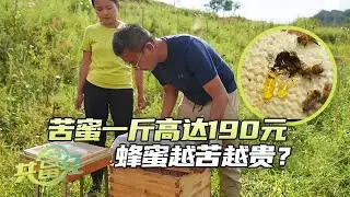 别出心裁！简单小妙招竟能让蜂箱产蜜量提升60%！蜂蜜越苦越贵？苦蜜造就大财富，一斤高达190元 「共富经」20241106 | 农业致富经 Agriculture And Farming