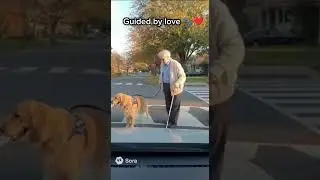 Dash Cam Caught: Dog Helps Blind Man Cross Safely ❤️ #DogVideos #Heartwarming #RealisticAI