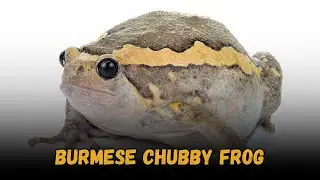 Burmese Chubby Frog Guide: Buying Cost, Diet, Tank Setup, Misting & Cleaning Tips