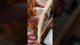 How big is walrus , cool animal short , explore and learn
