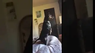 Dog on all fours stands up to look through window