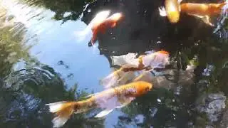 some big koi fish