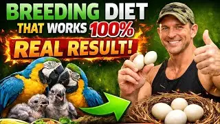 Breeding Diet That Works 100% (Real Result) // by Jai Sharma 