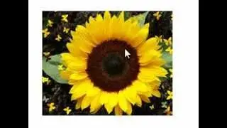 Sunflower Family
