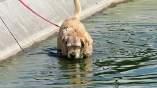 Fishing Dog in Whitestone Pond, Hampstead Heath, London UK