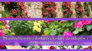 Szkółka krzewów róż Kłodzino Magic Rose