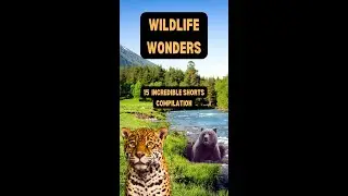 🌿 Wildlife Shorts Livestream | 15 Rare Animal Moments |  Loop and Enjoy