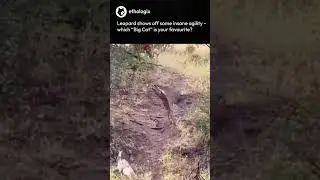 Leopard shows off some amazing agility #shorts #nature